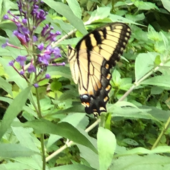 Meet your Posher, Erica - Picture 5 of 6